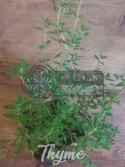 Common Garden Thyme Plant (Thymus vulgaris) Culinary Herb – Multiple Sizes