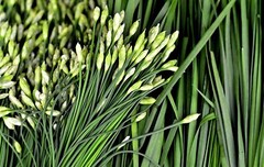 Garlic Chive Seeds, Herb, Allium Tuberosum, Heirloom, NON-GMO, , FREE SHIPPING