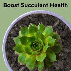 Horticultural Charcoal Plant Hardwood Soil Amendment Orchid Terrarium & Garden