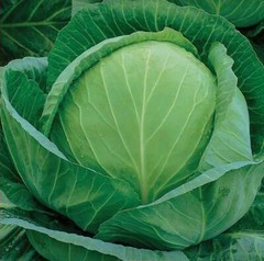Golden Acre Cabbage Seeds, NON-GMO, Variety Sizes, FREE SHIPPING