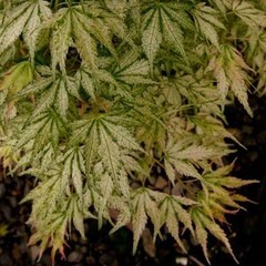 Peve Multicolor Grafted Japanese Maple Plants
