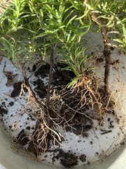 4 Live Rosemary Starting Plant – Free Shipping
