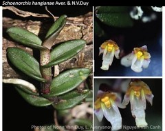 NEW VIETNAM SCHOENORCHIS SPECIES hangianae BS mounted