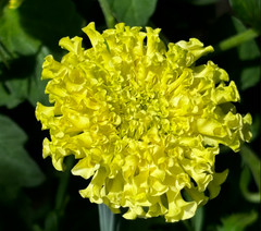 African Marigold KILIMANJARO MIX White, Yellow, Cream Tall Non-GMO 100 Seeds!