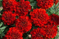 25+ French Fireball Marigold Seeds for Garden Planting – USA – FREE SHIPPING!