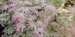 Peve Multicolor Grafted Japanese Maple Plants