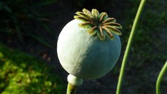 1,000 Turkish Red Poppy Seeds – P. Somniferum – Giant Scarlet Red Blooms