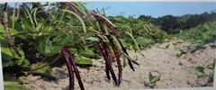 Mississippi Pinkeye 2 Purple Hull Peas Cowpeas Benefits St. Jude