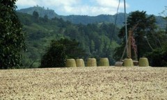 Unroasted Coffee Beans 100% Kona Hawaiian Peaberry 5 Pounds Newest Crop 2023
