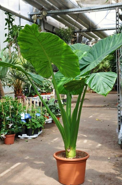 Alocasia – Calidora