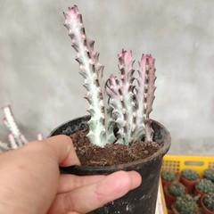 8CM Succulent Cactus Plant Euphorbia Trigona Rubra Red Variegata Cactaceae Plant