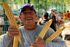 Nayarit Jala Amarillo Corn Seeds (50) / MEXICAN HEIRLOOM / Super Rare/ Massive