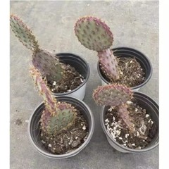 8CM Succulent Cactus Plant Opuntia Santarita（2-Head）Cactaceae Home Garden Plant