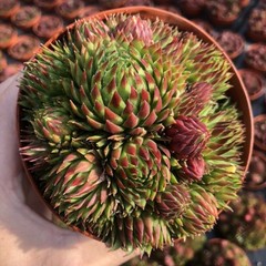 8CM Succulent Plant Jovisbarba Allionii Crassulaceae Home Garden Beautiful Plant