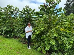 100% Hawaiian / Kona Coffee Beans Medium Roasted 10 Bags 1 Pound Each