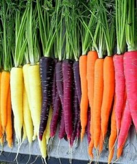 Rainbow Blend Carrot Seeds Mi, NON-GMO, ORGANIC, HEIRLOOM – Free Shipping!