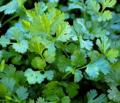 2026 Heirloom Vegetable Seeds – Premium Garden Seeds for Planting