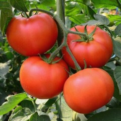 Homestead Tomato Seeds 100 Ct Vegetable Garden HEIRLOOM NON-GMO US FREE SHIPPING