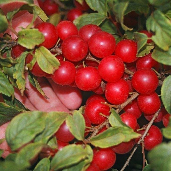 1 Red bush cherry, rooted starter plant. Zones 3-8. JOY JOEL or JAN