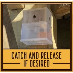Bees N Things Carpenter Bee Hanging Insect Trap with 15 ft. Coverage (Lot of 4)