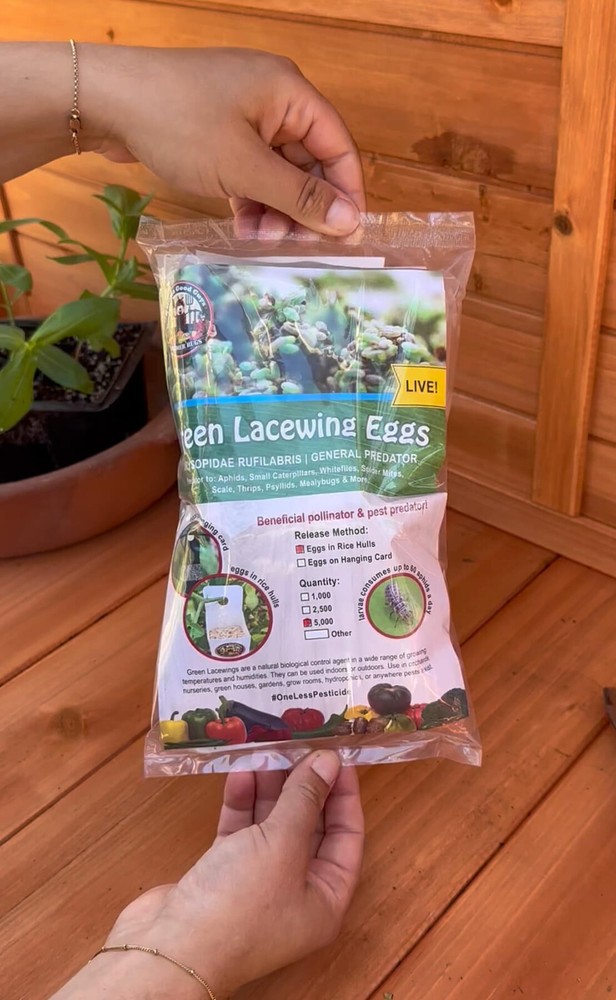 Green Lacewing Eggs in Rice Hulls – 5,000 Count – Aphid Exterminator