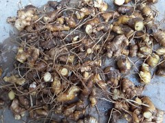 10 Shampoo Ginger Rhizomes, Zingiber Zerumbet, Awapuhi Plant, Free shipping!