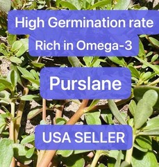 2000+ Golden Purslane Seeds (Portulaca sativa)–2025 Harvest–Rich in Omega-3