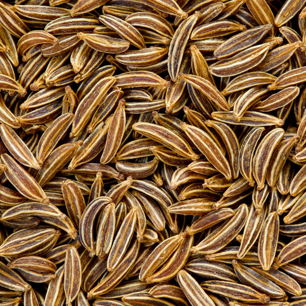 Caraway Seeds | Heirloom – Non-GMO | Free Shipping | Herb Seeds | 1172