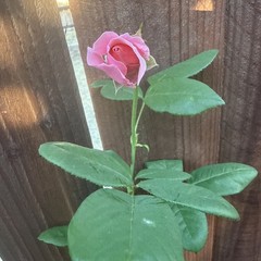 Pink Flowering Rose Live Potted Plant Outdoor Full Sun Shrub 1 Pack