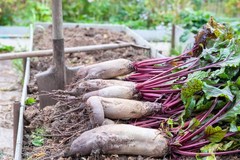 75 Giant Red BEET Mangelwurzel Mangel Mangold Wurzel Mammoth Long Beta Seeds