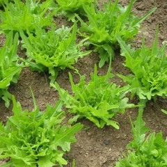 2000 Organic Oak Leaf Lettuce Seeds Non-GMO Heirloom- With Bonus!