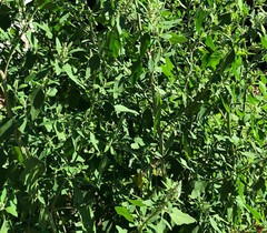 Organic Lambs Quarters Seeds (Chenopodium album) Fresh Harvest – 100 Seeds
