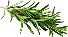 Rosemary Seeds Culinary Herb Perennial Shrub Non-GMO. Heirloom | Mai’s Family