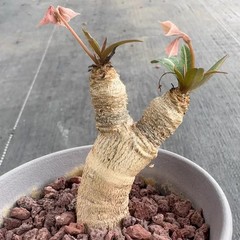 1Piece 7-8cm Seedgrowth Euphorbia Labatii Caudex Cactis Garden RarePlanting