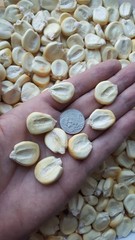Peruvian Mountain Corn Seeds (30) / Peruvian Maiz Montana / Massive / Rare