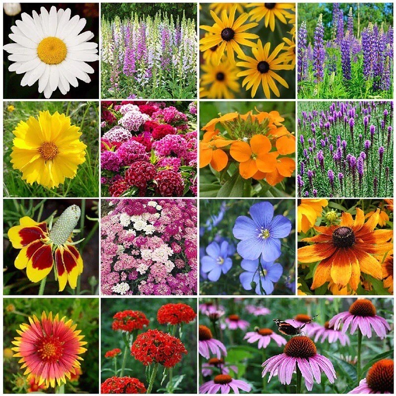 Wildflower Mix ALL PERENNIAL Heirloom Pollinator Garden USA Non-GMO 500+ Seeds!