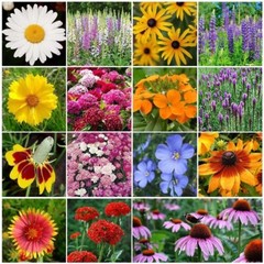 Wildflower Mix ALL PERENNIAL Heirloom Pollinator Garden USA Non-GMO 500+ Seeds!