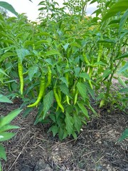 2026 Heirloom Vegetable Seeds – Premium Garden Seeds for Planting