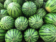 100 CRIMSON SWEET WATERMELON Citrullus lanatus Fruit Melon Seeds