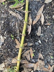 Live Phyllostachys vivax rhizomes x6 EDIBLE (Chinese timber bamboo)