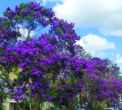 ~~ Ecuador Purple Princess Glory Bush Plant~~Tibouchina Lepidota grandifolia~~