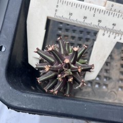 8CM Succulent Cactus Plant Euphorbia Guentheri Euphorbiaceae Home Garden Plant