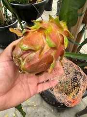 ULTRA RARE DRAGON FRUIT CUTTINGS – MULTIPLE VARIETIES – 8″ – 12: SIZE