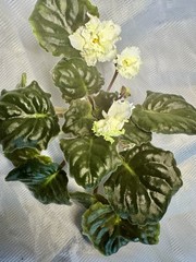 African Violet Plant RS Tsypa Starter