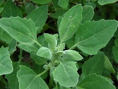 Chenopodium album WILD SPINACH aka LAMB’S QUARTERS – EDIBLE LEAVES Seeds!