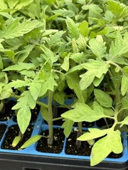 Lot of 2 CELEBRITY TOMATO LIVE PLANTS 6 to 10 inches 60+ Days Old
