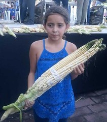 Nayarit Jala Blanco Corn Seeds (30) / MEXICAN HEIRLOOM / Massive / RARE