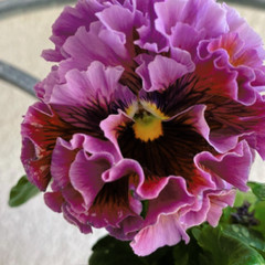150+ Pansy Seeds (Viola) – Fragrant, Flower Seeds, Annual Seeds, Garden Seeds