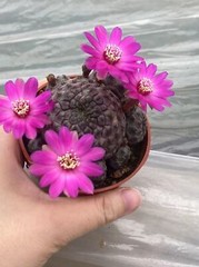 Multi Heads Rebutia rauschii Zecher Succulent Plant Garden Décor Boutique 6-8CM