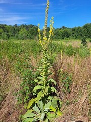 Mullein Seeds, 1,000+ Seeds, Verbascum Thapsus, Common Mullein – Medicinal, Tea